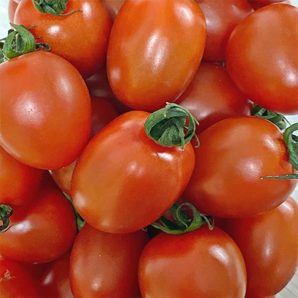 [만원의 행복][토마캄스] 대추 방울 토마토 2kg 3kg 5kg 중대과 로열과 혼합