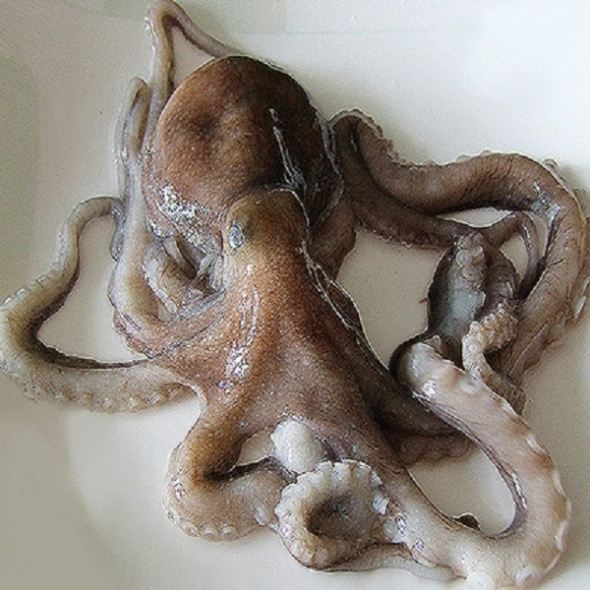 [11월제철!] 충남태안 기절낙지 3마리(대1마리,특대1마리,왕특대1마리)