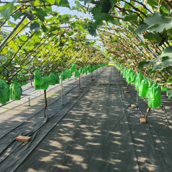 [과일예찬] 탐나는 김천 샤인머스캣세트 4kg(특4-5수)