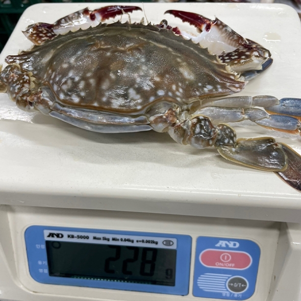연평도 급냉 하프절단 암꽃게(푸)