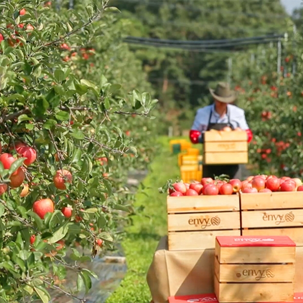 고당도 프리미엄  엔비사과(푸)