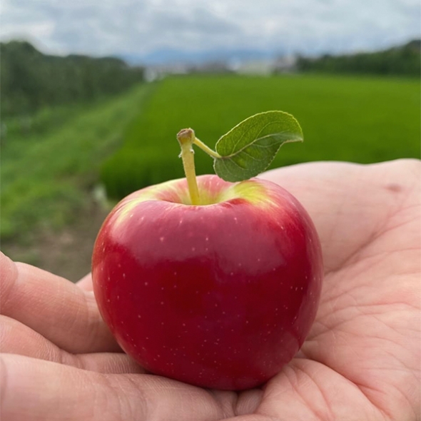 [신한카드 할인] 국내산 프리미엄 루비에스 사과(푸)