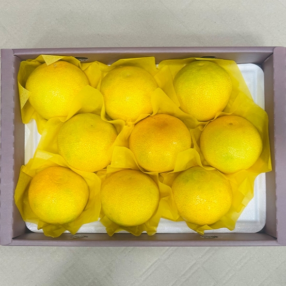 [신한카드 할인] [선물세트] 제주 하우스귤, 황금향 선물세트 2kg/3kg/5kg