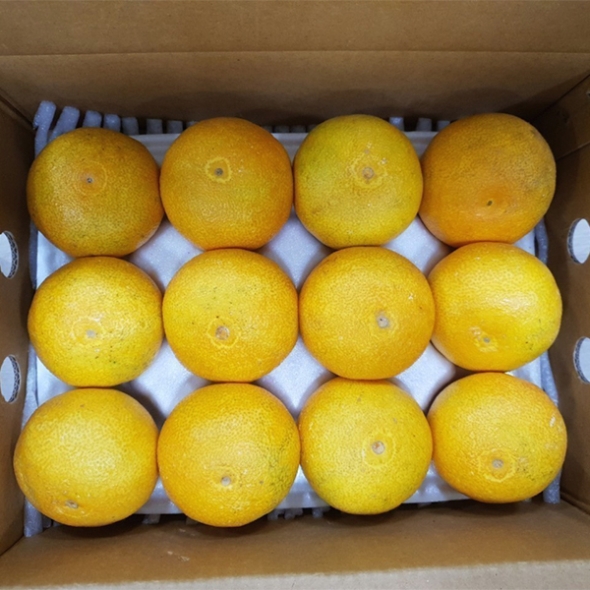 시원한 해풍맞고자란 제주 황금향