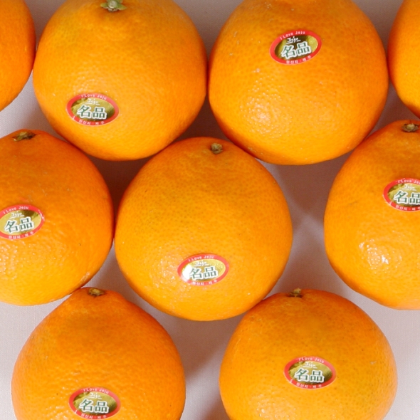 [주말특가] [푸토리] 톡톡 상큼함이 가득한 제주향기 황금향 3kg(12~15과)