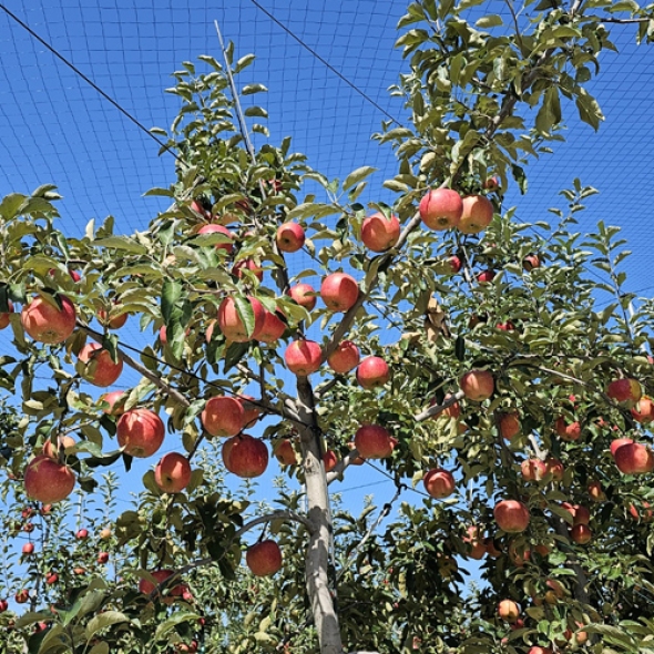 [첫출하/DMZ 철원사과] 고당도 철원사과 부사 [3kg-5kg][소과/중과/대과]