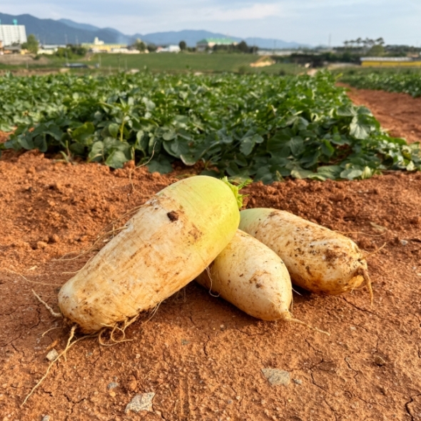 [김장철] [채소브팜] 햇 무 달큰한 무우 무시 못난이 무 미니무 정품무 5kg 10kg 비세척 흙무