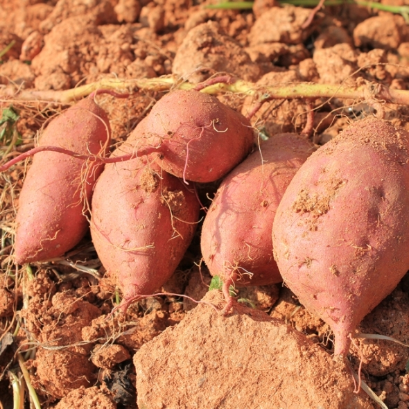 [고구브팜] 호박고구마 촉촉 달콤 호구마 2kg 5kg 10kg