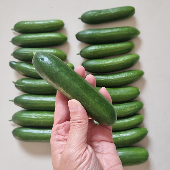 수분이 가득한 미니오이