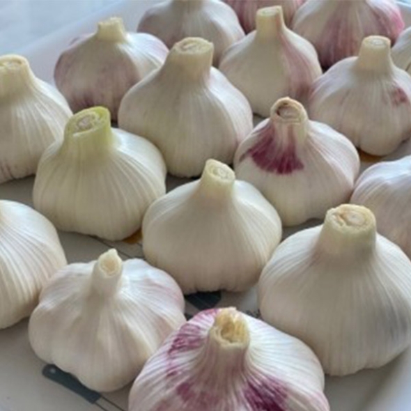 햇마늘 서산 대서마늘 소/중/대 5kg/10kg