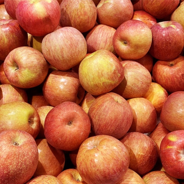 [만원의 행복][사과최고] 달콤아삭 부사 사과 가정용 소과 중과 대과 혼합 