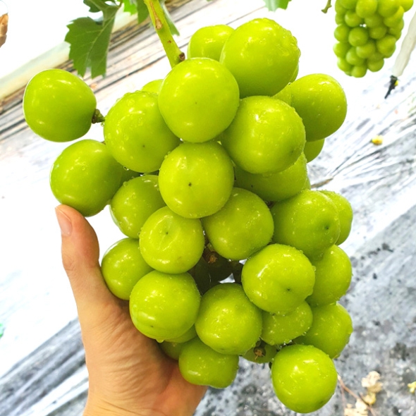 [농협] 한아름드린 샤인머스캣 2kg내외(특3-4수)