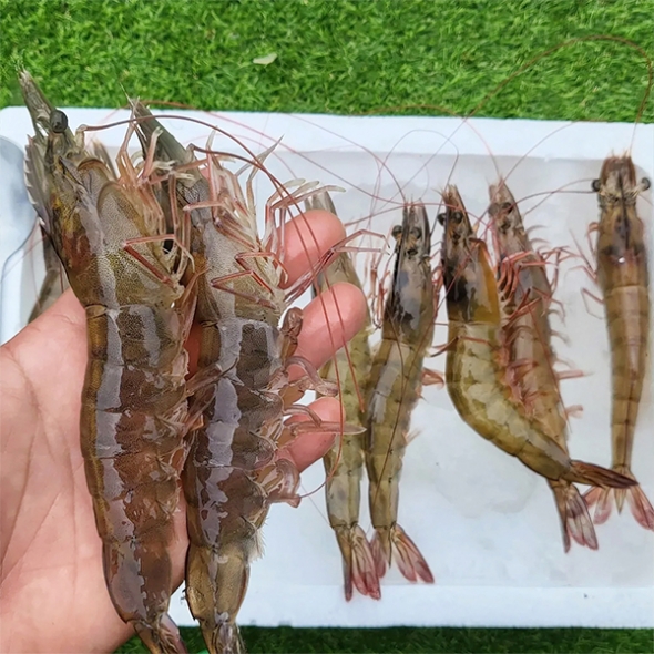 전남 신안군 질좋은  흰다리새우(푸)