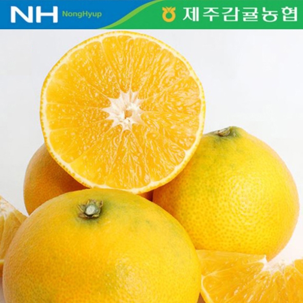 [제주감귤농협별] 황금향 [2.5kg-4.5kg]