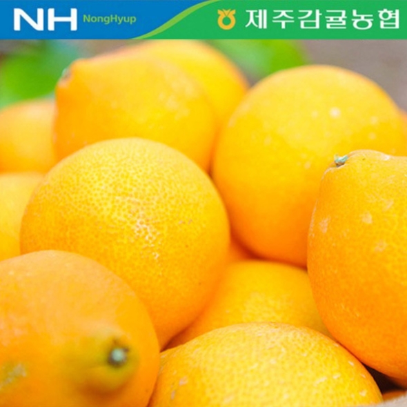 [제주감귤농협별] 황금향 [2.5kg-4.5kg]