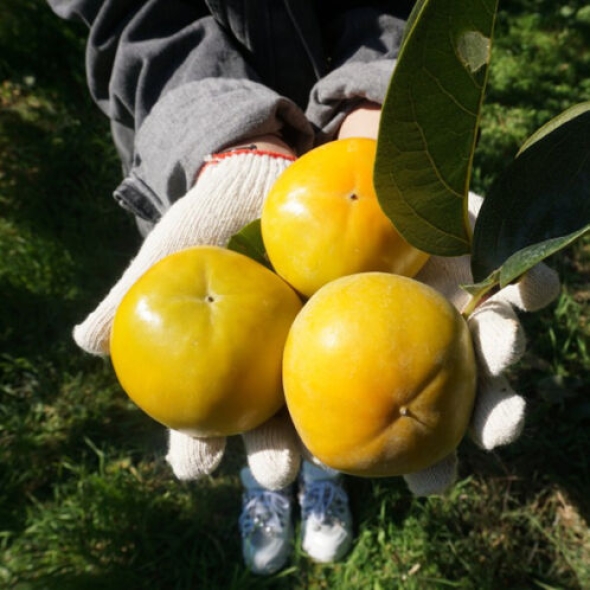 [25년_햇 단감] 첫출하_진영단감 2.5kg-10kg [중소과/중대과/특대과]