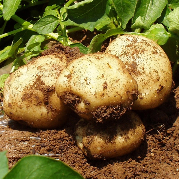  [농협공판장] 정성드린  수미감자 5kg(왕특/개당150g이상)