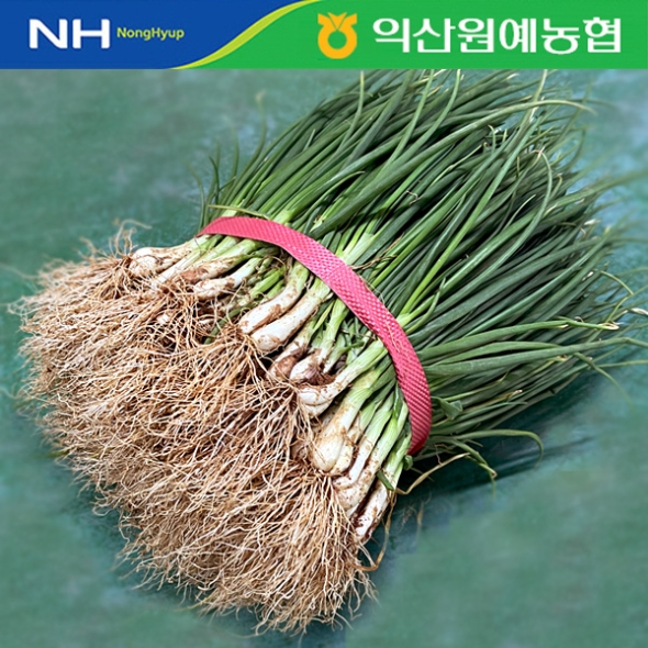 [농협] 한아름드린 신선 흙쪽파 2kg/4kg(특)