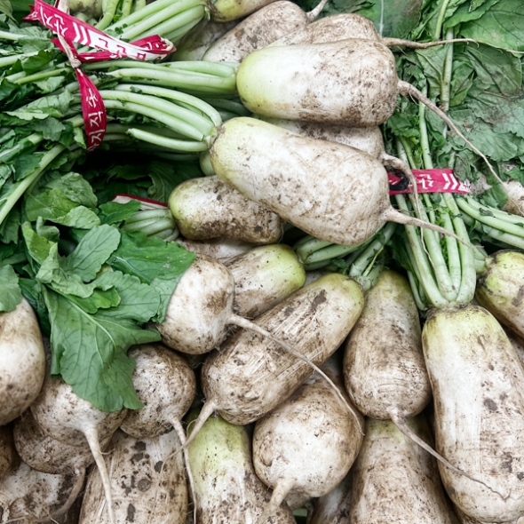 [농협] 한아름드린 신선 초롱무 4kg(특/한단)