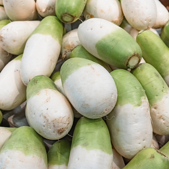 아삭한 식감의  강원도  고랭지무(푸)