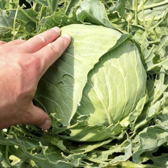 [농협] 한아름드린 신선 양배추 1통/2통(특/통당1kg내외)