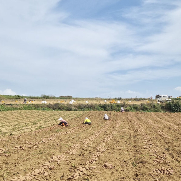 [자연속애] 안면도 호박고구마 3kg/5kg/7kg/10kg (왕400g-700g내)