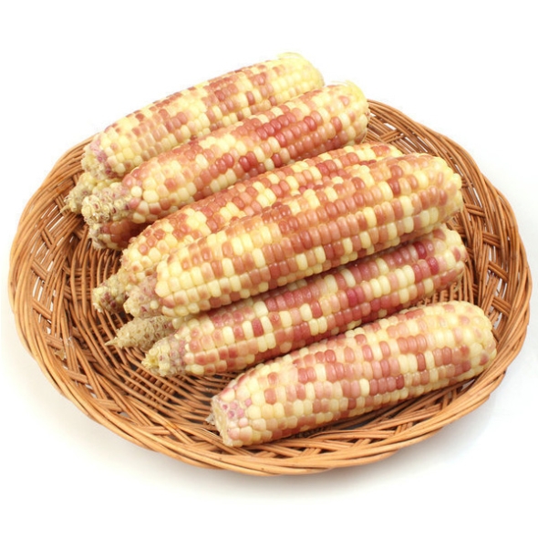 [자연속애] 중국산 냉동 찐 홍찰옥수수 10개/15개/20개/25개/30개(중12-14cm내외)