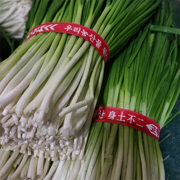 [김장철] 익을수록 더 맛있는 파김치(푸)