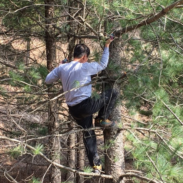 [25년산] 강원도 영월 유기농 잣 (백잣/황잣) 130g / 300g / 500g