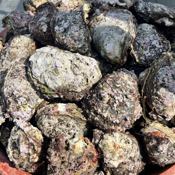 자연산 손질 바위굴 벚굴 2kg 3kg 