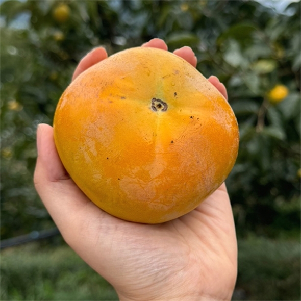 [신한카드 할인]  달콤 아삭한  고당도 단감(푸)