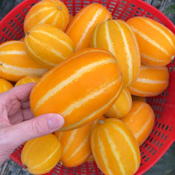 성주참외 고당도 참외 못난이참외 2kg 3kg 5kg 10kg 가정용 실속형