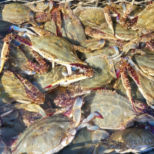 [산지직송] 서해안 활꽃게 암수혼합 1kg [3-5미]