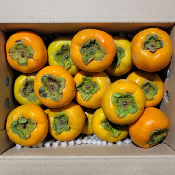 [제철_햇단감] 아삭아삭 달콤한 햇단감 [1kg-5kg]