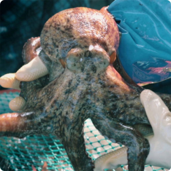 [力] 산지직송 통영 자연산 돌문어 500g 1kg 제수용