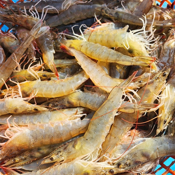 전남 신안군 질좋은  흰다리새우(푸)