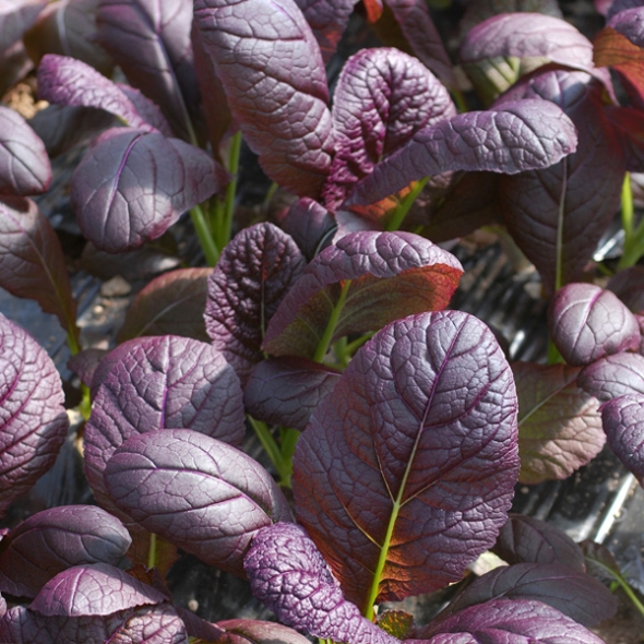 [농협] 한아름드린 신선 홍갓 4kg/8kg(특)