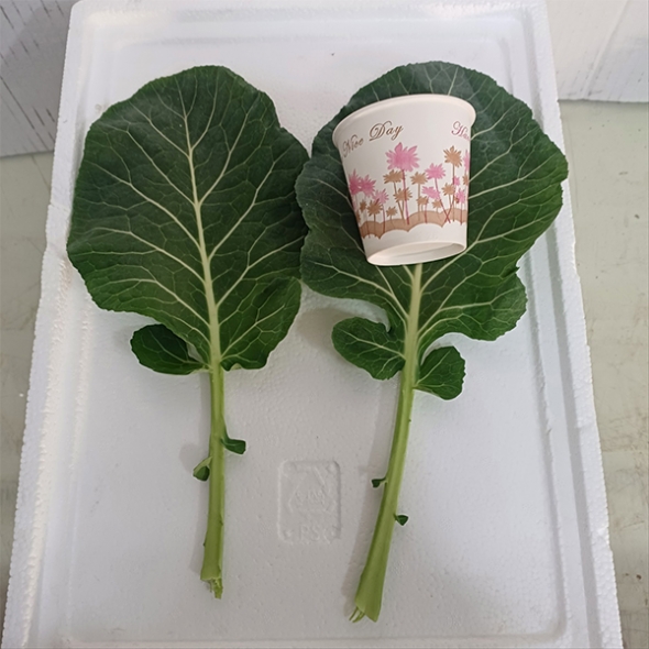 셰계적인 슈퍼푸드 케일(푸)