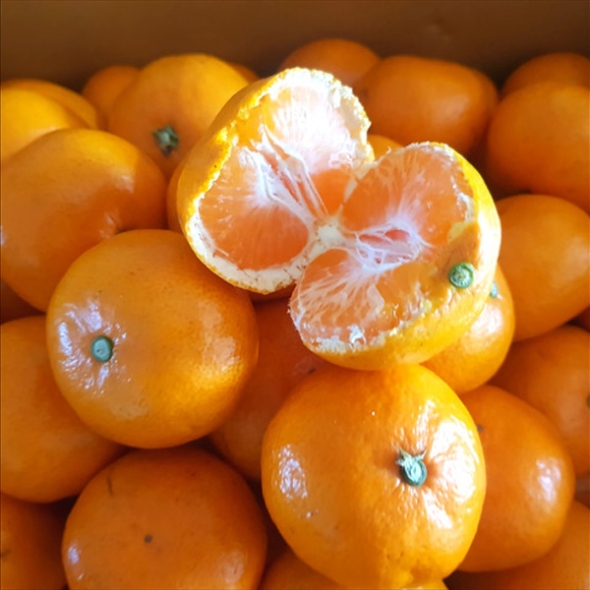 [농협] 한아름드린 제주 노지감귤 2kg/3kg/5kg (사이즈L)