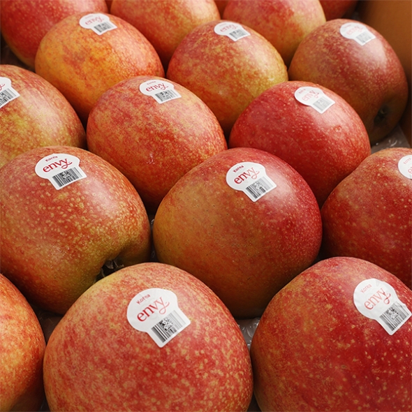 고당도 프리미엄  엔비사과(푸)