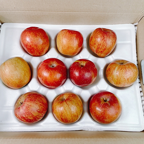 [만원의 행복][사과최고] 달콤아삭 부사 사과 가정용 소과 중과 대과 혼합 