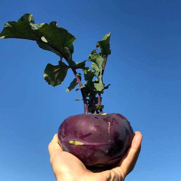 제주도 프리미엄 콜라비(푸)