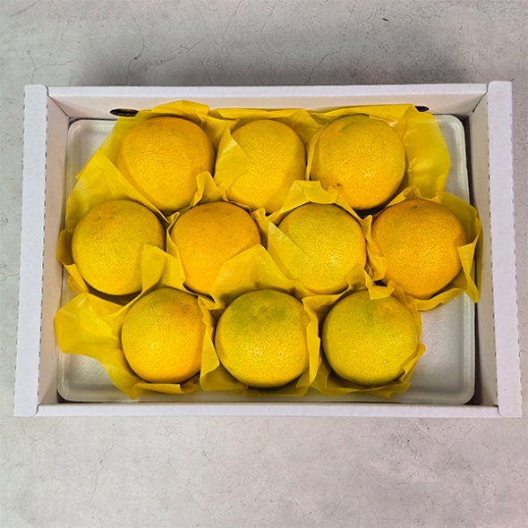 [선물세트] 제주 황금향 선물세트 2kg/3kg/5kg
