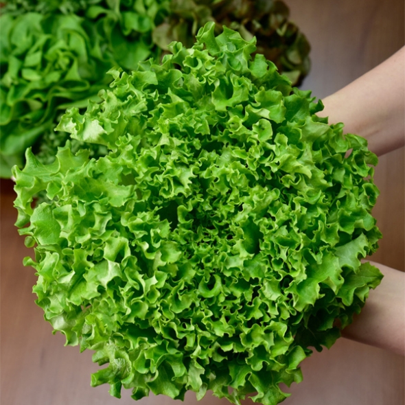 [무농약/수경재배] 유러피안 샐러드 야채 모듬세트 [1kg/4종]