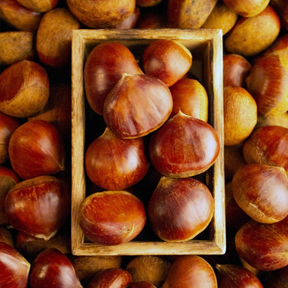 [자연속애] 충남부여 햇 알밤 1kg/2kg/3kg/5kg(중)