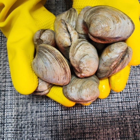 홍지수산 백생합1kg