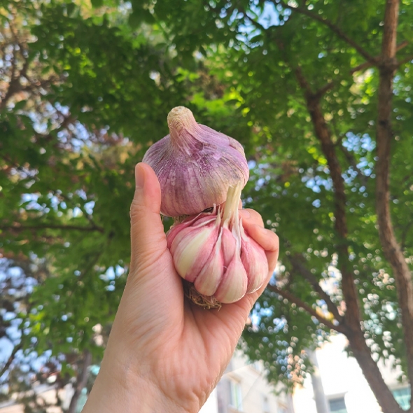 몸에 좋은 우리 마늘 국내산 햇마늘