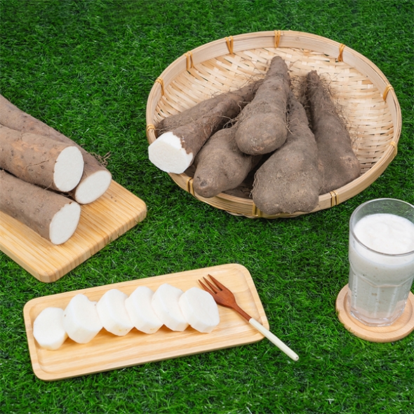 비옥한 흙에서 비롯된 신선한 산마,장마(푸)