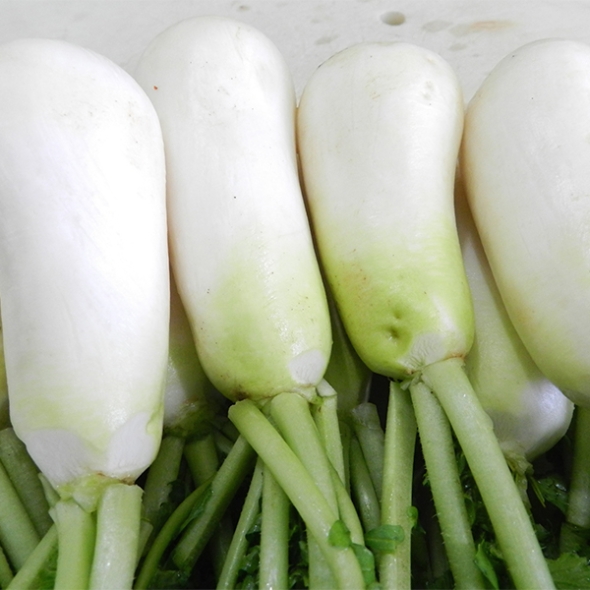 [신한카드 할인]  싱싱하고 아삭아삭한  알타리&초롱무