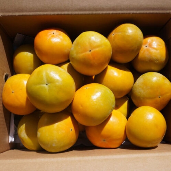 [25년_햇 단감] 첫출하_진영단감 2.5kg-10kg [중소과/중대과/특대과]